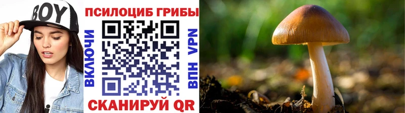 купить наркотики сайты  Кропоткин  Галлюциногенные грибы Psilocybine cubensis 